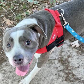 Jayda 26-0126 -  Pit Bull Terrier Dog for Adoption in Yanceyville, North Carolina - Jayda 26-0126 | PetCurious
