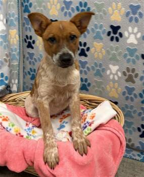 HEKLA -  Australian Cattle Dog Blue Heeler Dog for Adoption in Rosenberg, Texas - HEKLA | PetCurious