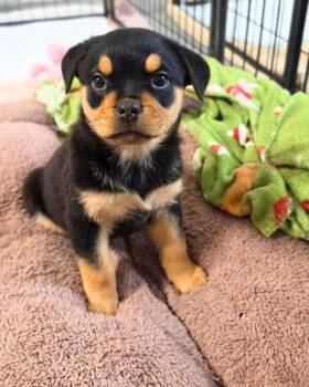 Rottweiler and English Bulldog Dogs Available for Adoption in Novato, California - Miss Piggy | PetCurious