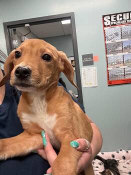 Hank -  Mixed Breed Dog Available for Adoption in Sapulpa, Oklahoma - Hank | PetCurious