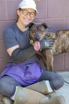 Mixed Breed Dogs Available for Adoption in Chamblee, Georgia - Dennis | PetCurious