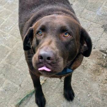 Shelby -  Chocolate Labrador Retriever Dog for Adoption in Rossville, Georgia - Shelby | PetCurious