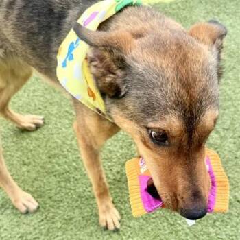 Rosie -  Mixed Breed Dog for Adoption in Largo, Florida - Rosie | PetCurious