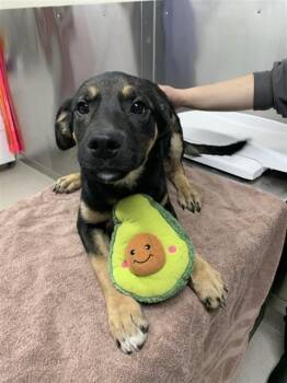 Husky and Rottweiler Dogs Available for Adoption - KEEN | PetCurious