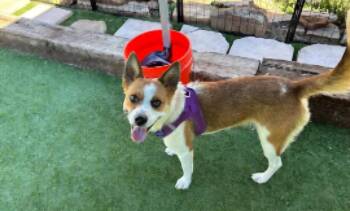 Miss Service -  Australian Cattle Dog Blue Heeler Dog for Adoption in Tacoma, Washington - Miss Service | PetCurious