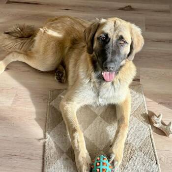 Connor -  Anatolian Shepherd Dog for Adoption in Mead, Colorado - Connor | PetCurious