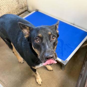 Oscar P -  Shepherd and Mixed Breed Dog for Adoption in Stephenville, Texas - Oscar P | PetCurious