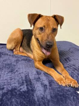 Hound Dogs Available for Adoption in Sanford, Florida - Rosemary  *FH* | PetCurious