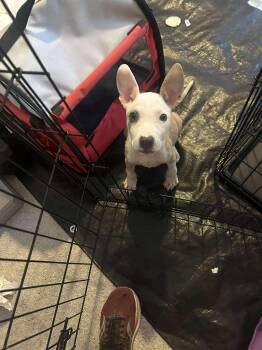 Rescue American Staffordshire Terrier Dogs for Adoption in Schertz, Texas - Amber | PetCurious