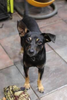 Rescue Chihuahua Dogs for Adoption in Tucson, Arizona - Ramshackle | PetCurious
