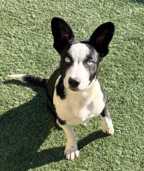 Husky and Mixed Breed Dogs Available for Adoption - ELVIRA | PetCurious