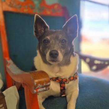 Rescue Rat Terrier Dogs for Adoption in Hudson, Illinois - Sir Ukulele | PetCurious
