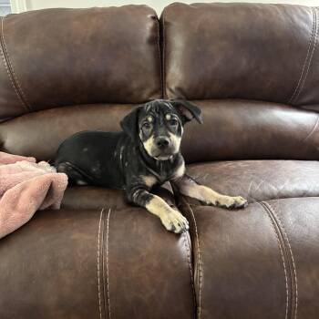 Annie -  Mixed Breed Dog for Adoption in Houston, Texas - Annie | PetCurious