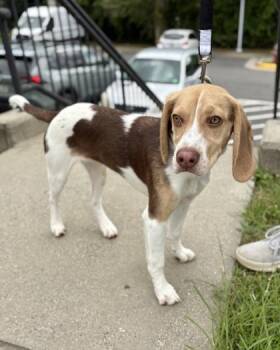 Billie -  Mixed Breed Dog for Adoption in Fairfax, Virginia - Billie | PetCurious