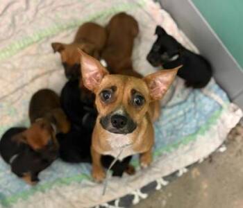 Rescue Chihuahua and Mixed Breed Dogs for Adoption in Houston, Texas - A Christmas Story | PetCurious