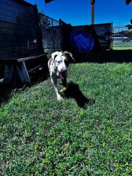 Peach (Clefairy) -  Hound Dog Available for Adoption in New Braunfels, Texas - Peach (Clefairy) | PetCurious