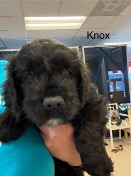 Knox -  Bouvier Des Flandres and Labrador Retriever Dog for Adoption in Heber City, Utah - Knox | PetCurious