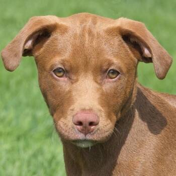 Labrador Retriever Dogs Available for Adoption in South Elgin, Illinois - Colin | PetCurious