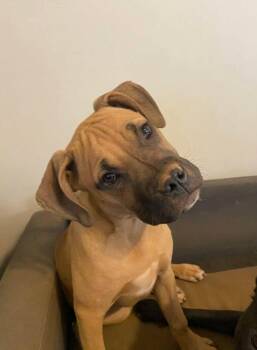 Boxer and Terrier Dogs Available for Adoption in Holly Springs, North Carolina - Magnolia - The Loyal-Tree Litter | PetCurious