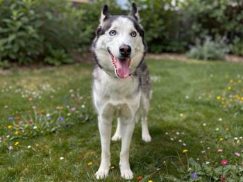 Buddy -  Husky Dog for Adoption in Sebastian, Florida - Buddy | PetCurious