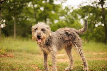 Irish Wolfhound and Mixed Breed Dogs Available for Adoption in Gradyville, Kentucky - Glenda-Transport | PetCurious