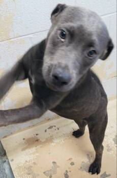 Rescue Pit Bull Terrier and Mixed Breed Dogs for Adoption in West Memphis, Arkansas - Nylah | PetCurious