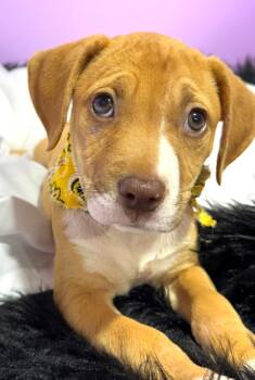Rescue Foxhound and Labrador Retriever Dogs for Adoption in Nahunta, Georgia - PEPPLES | PetCurious