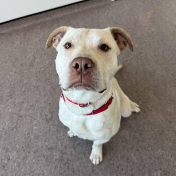 Arnold -  Pit Bull Terrier Dog for Adoption in Brentwood, Missouri - Arnold | PetCurious
