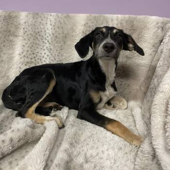Doralee in NH. Come Meet our Adoptable Dogs Wednesday-Saturday.  -  Australian Shepherd Dog for Adoption in Manchester, New Hampshire - Doralee In NH. Come Meet Our Adoptable Dogs Wednesday-Saturday.  | PetCurious