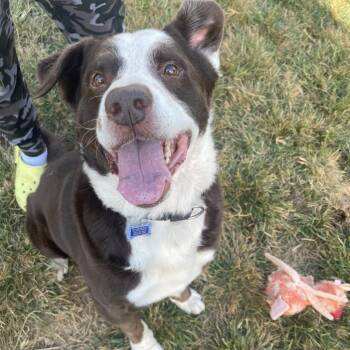 Mixed Breed Dogs Available for Adoption in Lenexa, Kansas - Howard | PetCurious