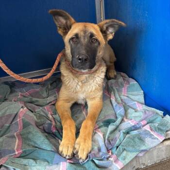 109349 -  Mixed Breed Dog for Adoption in Las Cruces, New Mexico - 109349 | PetCurious