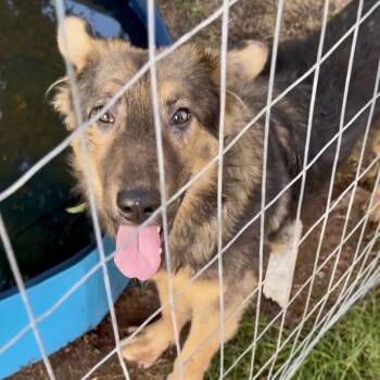Freddie -  Shepherd and Mixed Breed Dog for Adoption in Little Rock, Arkansas - Freddie | PetCurious