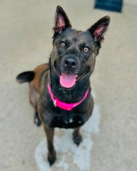 Sadie -  German Shepherd Dog and Pit Bull Terrier Dog for Adoption in Fremont, Michigan - Sadie | PetCurious