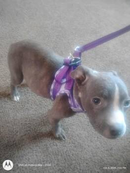 Violet -  American Bully Dog for Adoption in Noble, Oklahoma - Violet | PetCurious