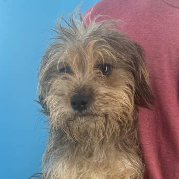 Banks - Local October 9-11 -  Yorkshire Terrier Dog for Adoption in Brookshire, Texas - Banks - Local October 9-11 | PetCurious