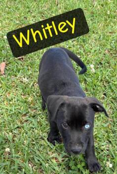 Pointer and Labrador Retriever Dogs Available for Adoption in Semmes, Alabama - Whitney | PetCurious