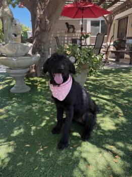 Libby -  Labradoodle Dog for Adoption in Temecula, California - Libby | PetCurious