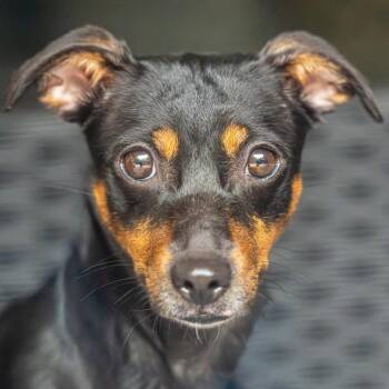 Ethel -  Mixed Breed Dog for Adoption in Decatur, Georgia - Ethel | PetCurious