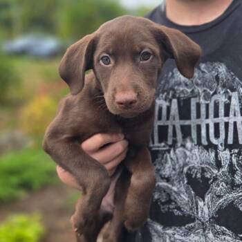 CT Missoula avail Sep 26 -  Labrador Retriever and Great Pyrenees Dog for Adoption in Stormville, New York - CT Missoula Avail Sep 26 | PetCurious