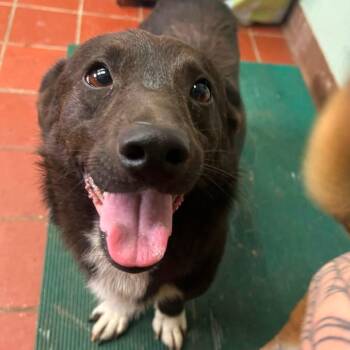 Foster Marco -  Retriever and Corgi Dog for Adoption in Oswego, Illinois - Foster Marco | PetCurious