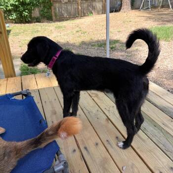 Beatrice -  Poodle Dog for Adoption in Raleigh, North Carolina - Beatrice | PetCurious