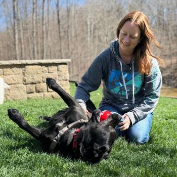 Mixed Breed Dogs Available for Adoption in Nashville, Indiana - Brock | PetCurious