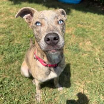 Daisy -  Plott Hound and Husky Dog for Adoption in Nashville, Tennessee - Daisy | PetCurious