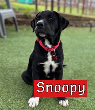 Labrador Retriever and Great Pyrenees Dogs Available for Adoption in Southlake, Texas - Snoopy | PetCurious