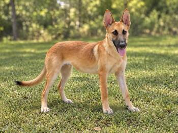Cierra -  Shepherd Dog for Adoption in Helotes, Texas - Cierra | PetCurious