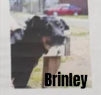 Mixed Breed Dogs Available for Adoption in Dyersburg, Tennessee - Brinley | PetCurious