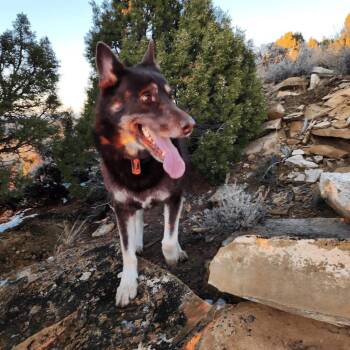 Sniggin -  German Shepherd Dog and Alaskan Malamute Dog for Adoption in Rock Springs, Wyoming - Sniggin | PetCurious