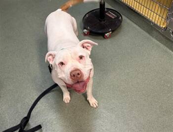 BLANCA -  Mixed Breed Dog for Adoption in Santa Fe, New Mexico - BLANCA | PetCurious