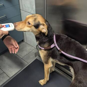 Hound and Shepherd Dogs Available for Adoption - Joel | PetCurious