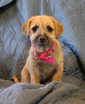Mixed Breed Dogs Available for Adoption in Mesa, Arizona - Reba | PetCurious